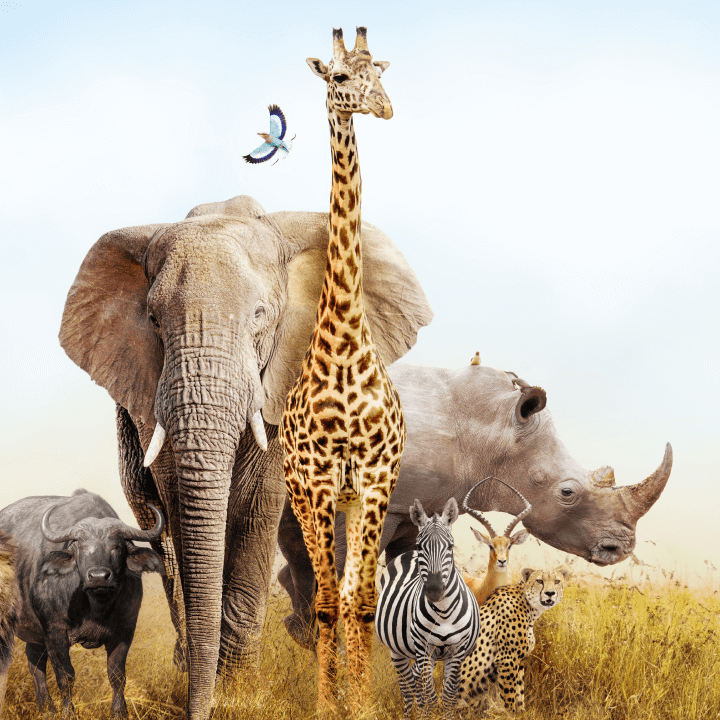 Image featuring a collection of African wildlife, including an elephant, giraffe, rhino, and more.