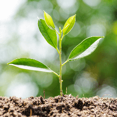 Image of a young plant sprouting from the soil in the outdoors.